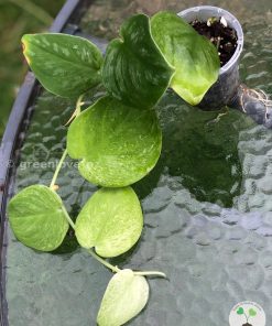 Rare Scindapsus Gold Dust | Plant C