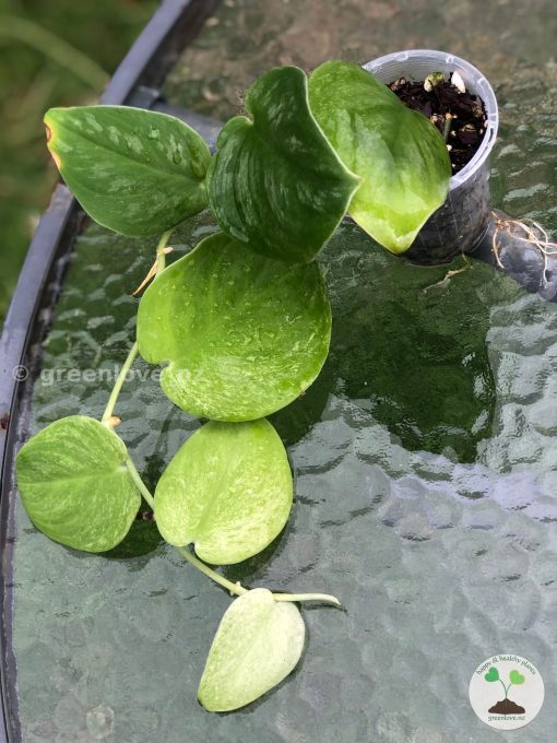 Rare Scindapsus Gold Dust | Plant C