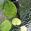 Rare Scindapsus Gold Dust | Plant C