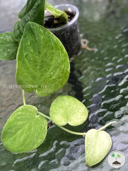 Rare Scindapsus Gold Dust | Plant C