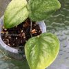 Rare Scindapsus Gold Dust | Plant A