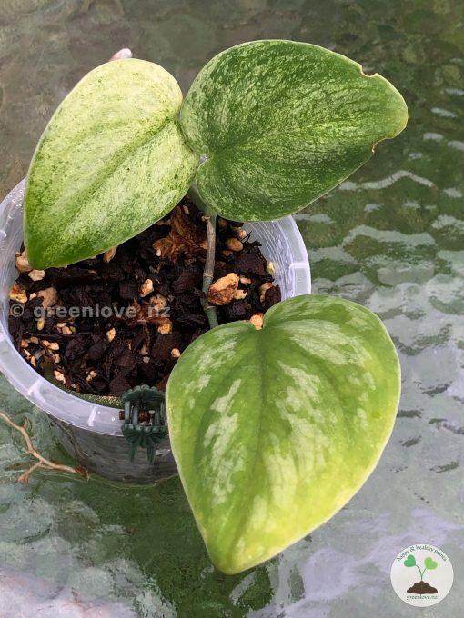 Rare Scindapsus Gold Dust | Plant A