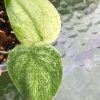 Rare Scindapsus Gold Dust | Plant A