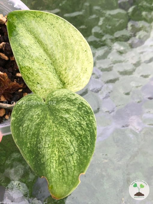 Rare Scindapsus Gold Dust | Plant A
