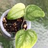 Rare Scindapsus Gold Dust | Plant A