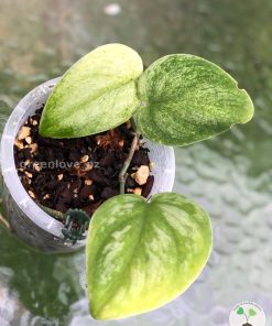 Rare Scindapsus Gold Dust | Plant A