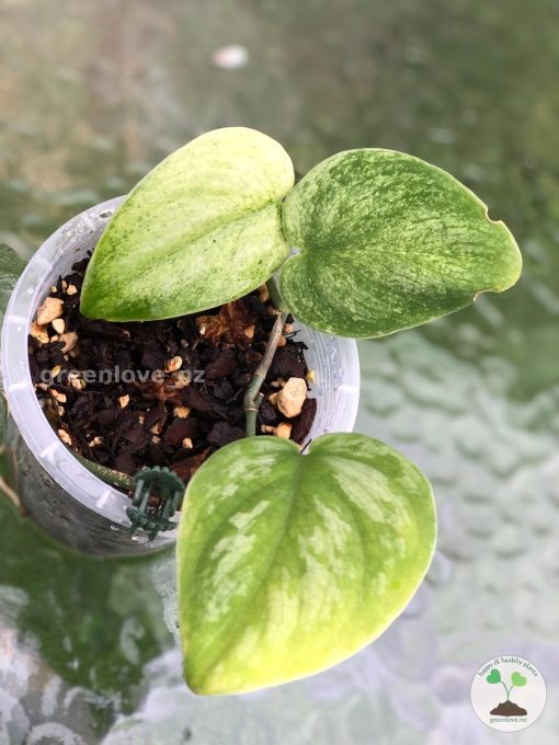 Rare Scindapsus Gold Dust | Plant A