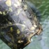 Rare Scindapsus Gold Dust | Plant B