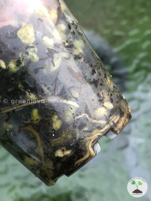 Rare Scindapsus Gold Dust | Plant B