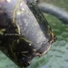 Rare Scindapsus Gold Dust | Plant B
