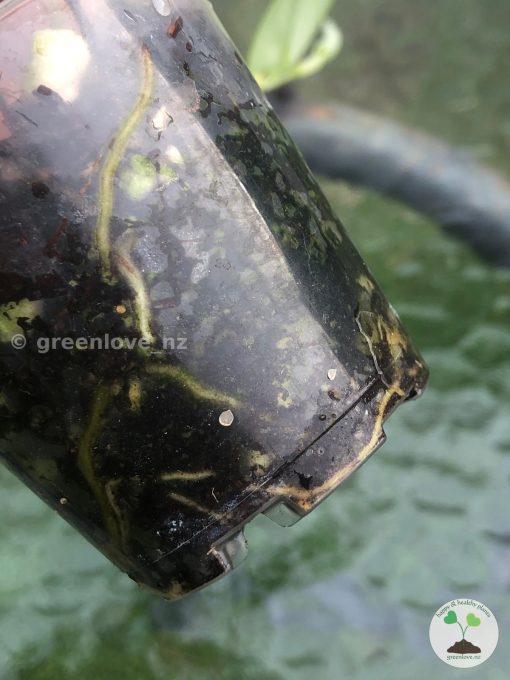 Rare Scindapsus Gold Dust | Plant B