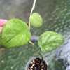 Rare Scindapsus Gold Dust | Plant B