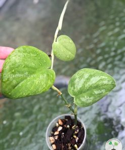 Rare Scindapsus Gold Dust | Plant B