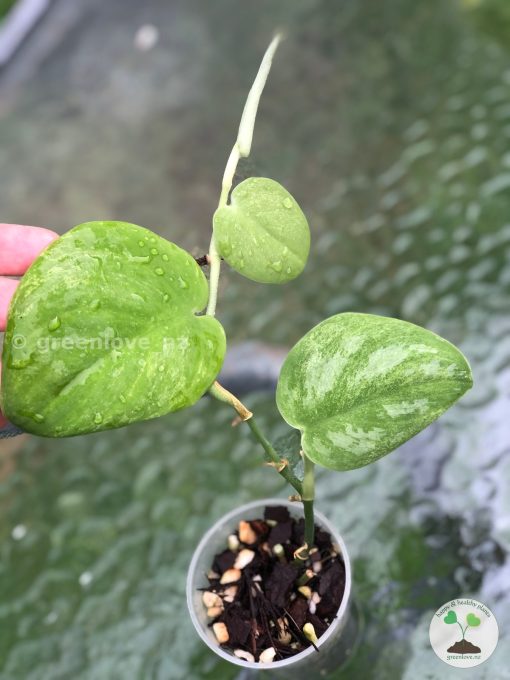 Rare Scindapsus Gold Dust | Plant B