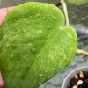 Rare Scindapsus Gold Dust | Plant B