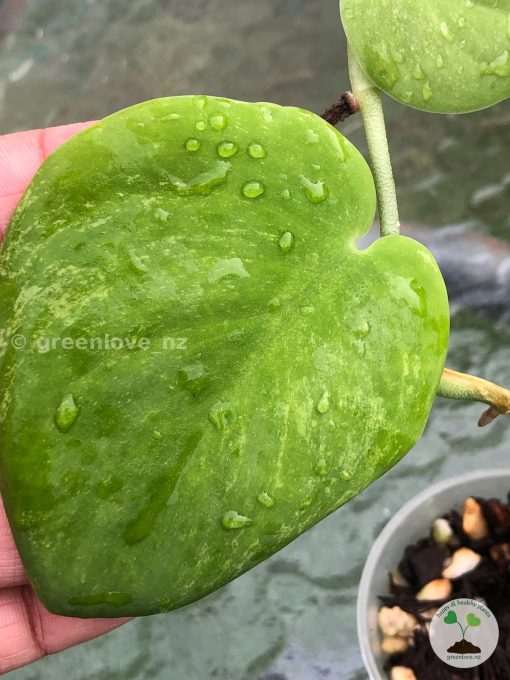 Rare Scindapsus Gold Dust | Plant B