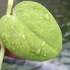 Rare Scindapsus Gold Dust | Plant B