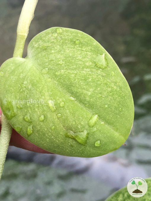 Rare Scindapsus Gold Dust | Plant B