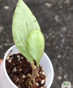 Hoya nicholsoniae 'New Guinea Ghost' - A