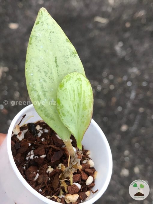 Hoya nicholsoniae 'New Guinea Ghost' - A
