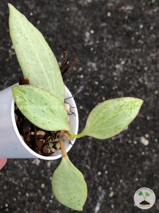 Hoya nicholsoniae 'New Guinea Ghost' - B
