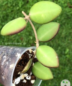 Hoya sp. aff. burtoniae | Specimen B