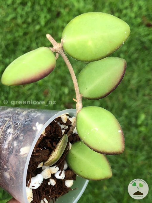 Hoya sp. aff. burtoniae | Specimen B