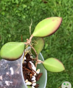 Hoya sp. aff. burtoniae | Specimen C