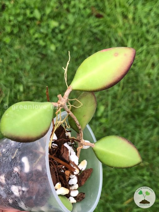 Hoya sp. aff. burtoniae | Specimen C