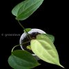 Anthurium No ID X Dressleri Indo