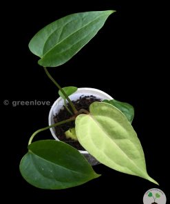 Anthurium No ID X Dressleri Indo