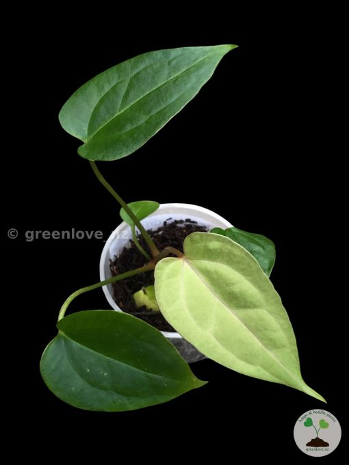 Anthurium No ID X Dressleri Indo
