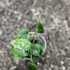 Rare Scindapsus Black Satin (Clone 1)