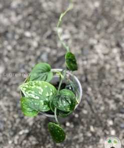 Rare Scindapsus Black Satin (Clone 1)