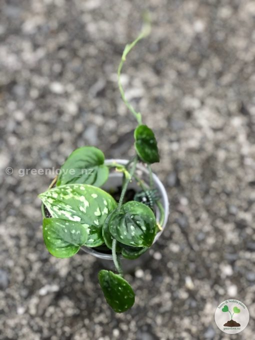 Rare Scindapsus Black Satin (Clone 1)