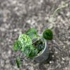Rare Scindapsus Black Satin (Clone 1)