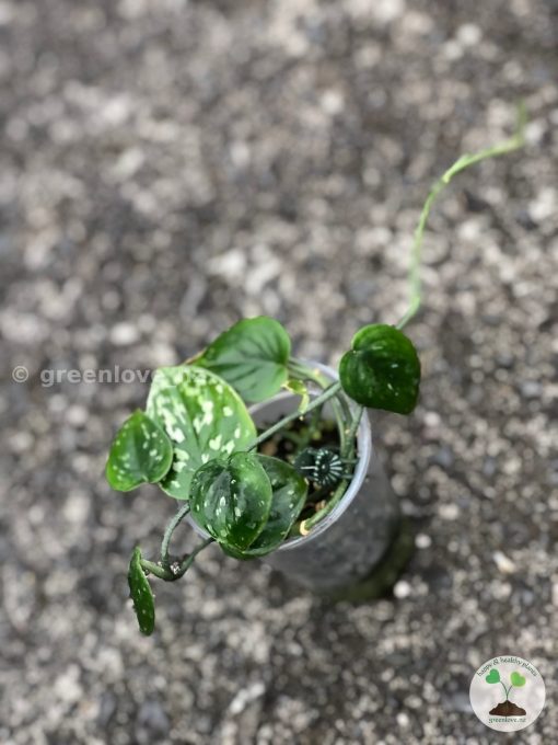 Rare Scindapsus Black Satin (Clone 1)