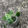 Rare Scindapsus Black Satin (Clone 1)