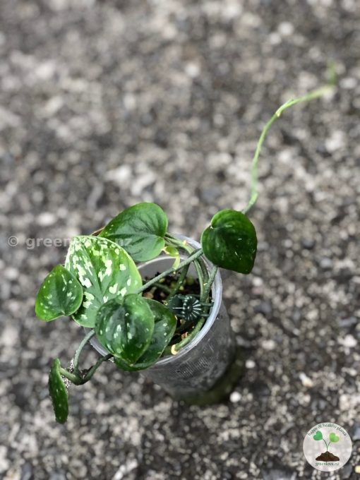 Rare Scindapsus Black Satin (Clone 1)