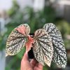 Begonia Snow Capped Variegated