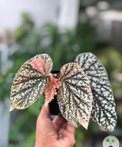 Begonia Snow Capped Variegated