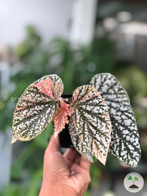 Begonia Snow Capped Variegated