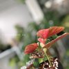 Begonia Snow Capped Variegated