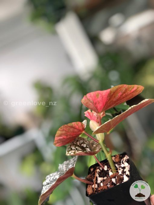 Begonia Snow Capped Variegated