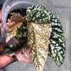 Begonia Snow Capped Variegated