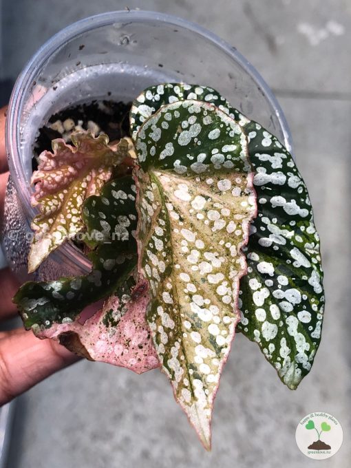 Begonia Snow Capped Variegated