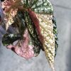 Begonia Snow Capped Variegated