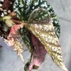 Begonia Snow Capped Variegated
