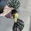 Begonia Snow Capped Variegated