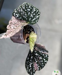 Begonia Snow Capped Variegated